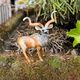 Saturno zilveren antelope