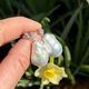 Coscia witgouden oorbellen met diamant en barok zoetwaterparel