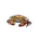 Saturno zilveren krab