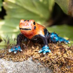 Saturno zilveren giftige kikker