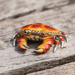 Saturno zilveren krab