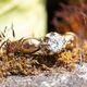 Vintage 18krt gouden slangenring 0.30crt diamant
