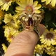 Vintage 18 karaat gouden Bonebakker Regalia ring 7 van de 10