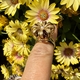 Vintage 18 karaat gouden Bonebakker Regalia ring 7 van de 10