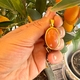 Zilver vergulde hanger met carneool cabochon