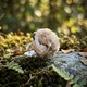 Starborn zilveren ring schelp gefossilisserd