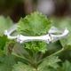 Vintage lapponia armband