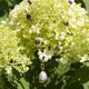 Setje verguld paars van Maison Tatiana Fabergé