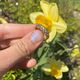 Geelgouden ring met blokken patroon