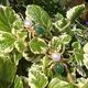 Bruno da Rocha vergulde zilveren spin oorbellen groen jade en parel