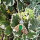 Bruno da Rocha vergulde hanger nachtvlinder groen jade en pareltje