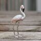 Saturno grote zilveren Flamingo met wit en roze emaille