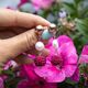Lelune Glamour rosé goud vergulde zilveren pareloorbellen fuchsia