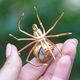 Bruno da Rocha vergulde spinbroche jaspis