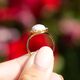 Verguld zilveren ring met camee in koraal uit de Home Collectie van Zilver.nl