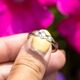 gouden ring bicolor met diamant