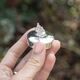 Zilveren tandendoosje muis