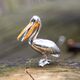 Saturno zilveren Pelikaan met een oranje emaille snavel