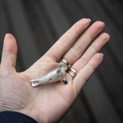 Saturno zilveren zeehond met natuurgetrouw emaille