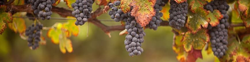 Zilveren druivenscharen