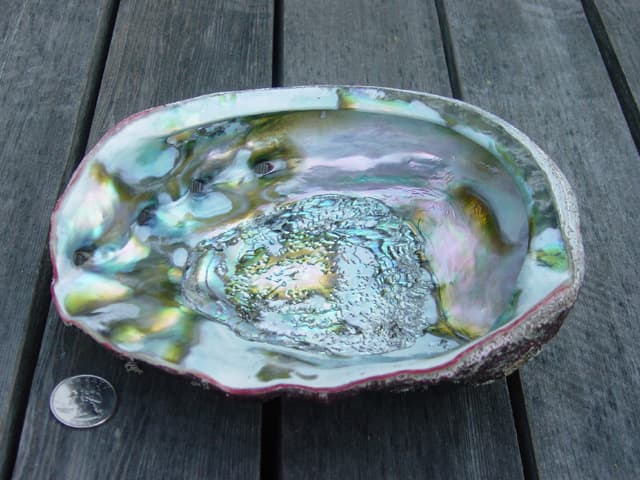 De binnenzijde van een abalone schelp Kennisbank Zilver.nl